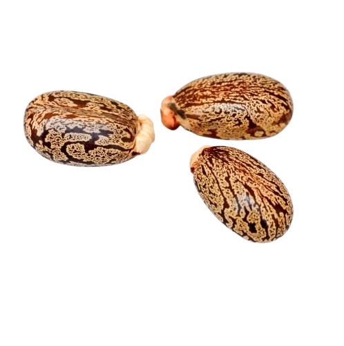 حبة العافية